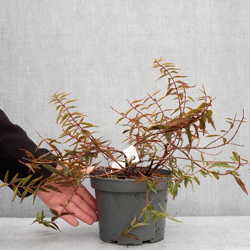 Hypericum Hidcote Limelight - Hipérico Maceta 3L/4L Ejemplar entregado en invierno