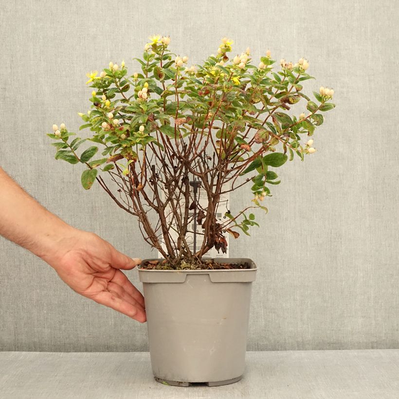 Ejemplar de Hypericum inodorum Magical Beauty Kolmbeau - Hipérico Maceta 3L/4L entregado en verano