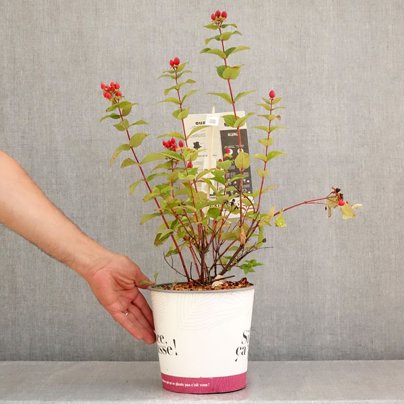 Ejemplar de Hypericum inodorum Magical Universe - Hipérico Maceta 4L/5L entregado en verano