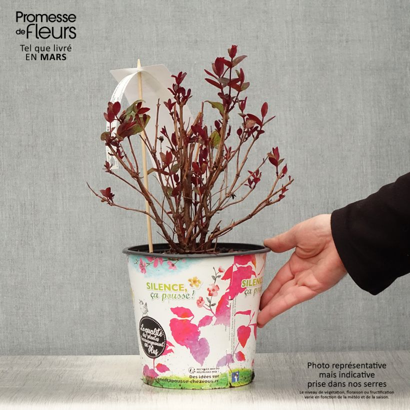 Hypericum inodorum Magical Universe - Hipérico Maceta 4L/5LAltura de entrega aprox. 25/30cm Ejemplar entregado en la primavera