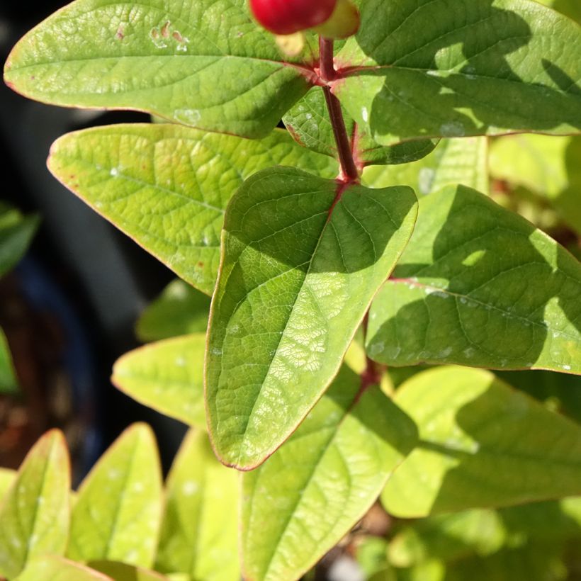Hypericum inodorum Magical Universe - Hipérico (Follaje)