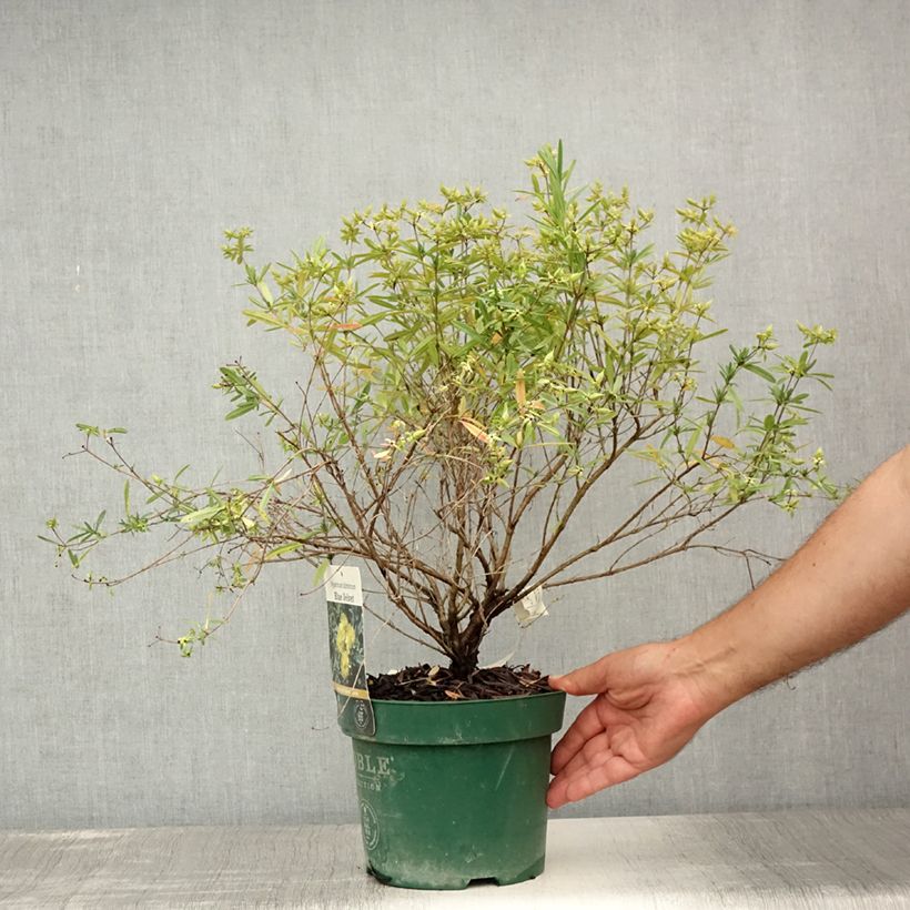 Ejemplar de Hypericum kalmianum Blue Velvet - Hipérico Maceta 2L/3LAltura de entrega aprox. 20/30cm entregado en verano
