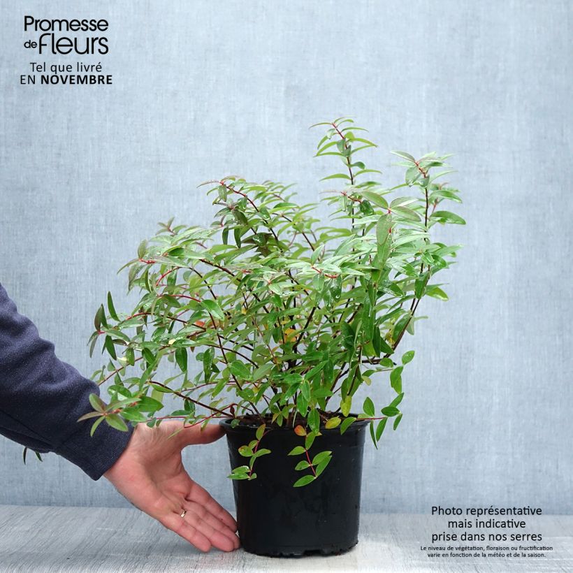 Ejemplar de Hypericum Hidcote - Hipérico Maceta 2L/3L entregado en otoño