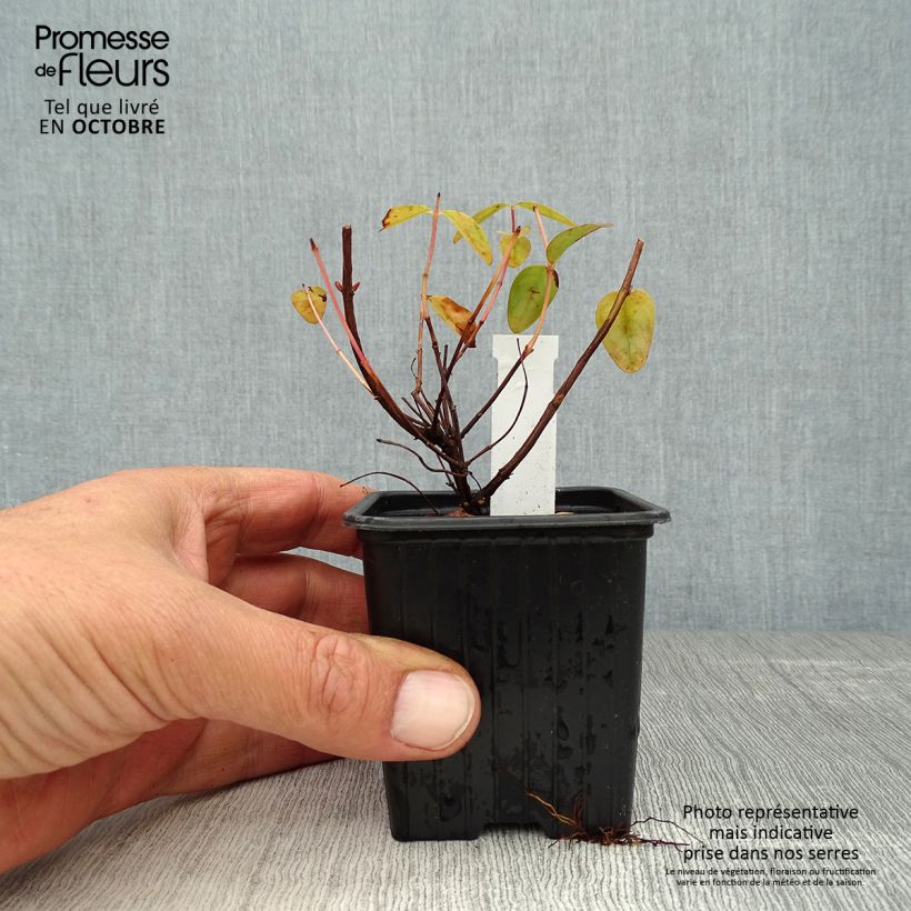 Ejemplar de Hypericum Hidcote - Hipérico Maceta de 8/9 cm entregado en otoño
