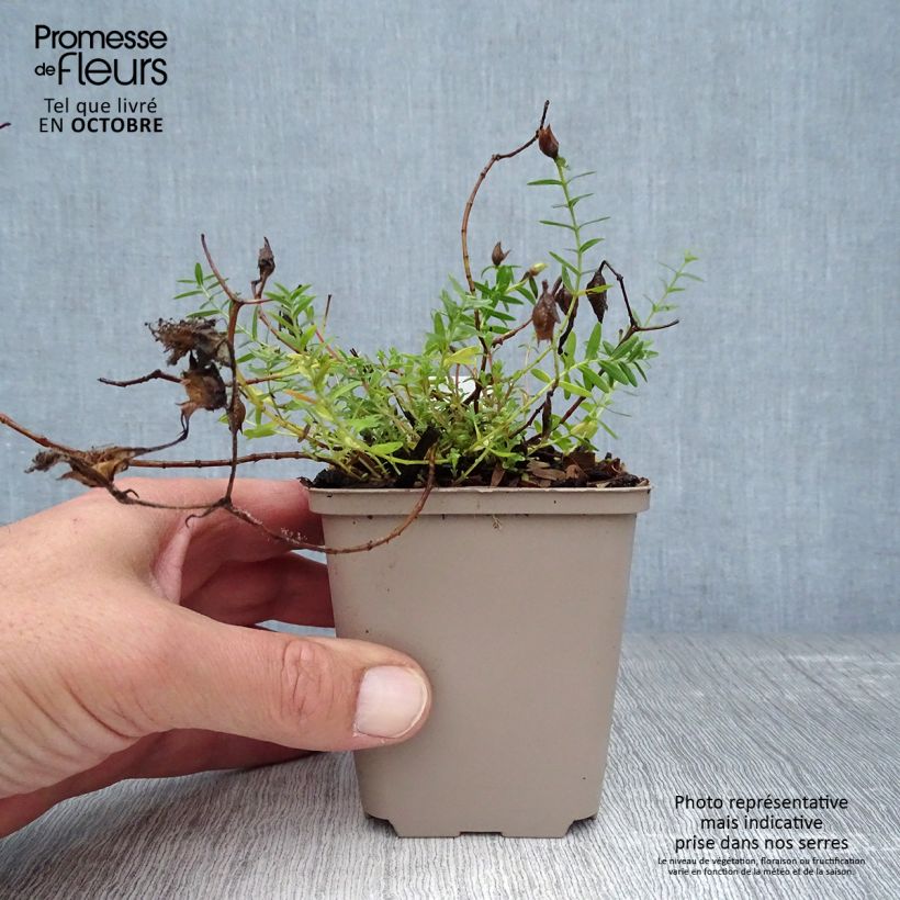 Ejemplar de Hypericum olympicum Citrinum - Hipérico Maceta de 8/9 cm entregado en otoño