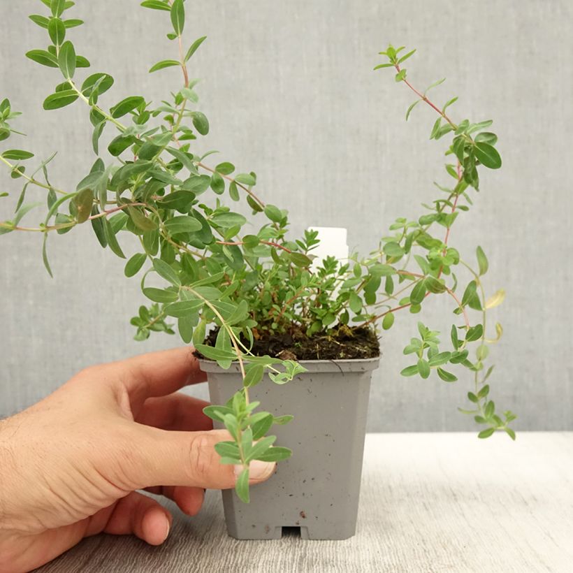 Ejemplar de Hypericum olympicum - Hierba de San Juan del Monte Olimpo Maceta de 8/9 cm entregado en otoño