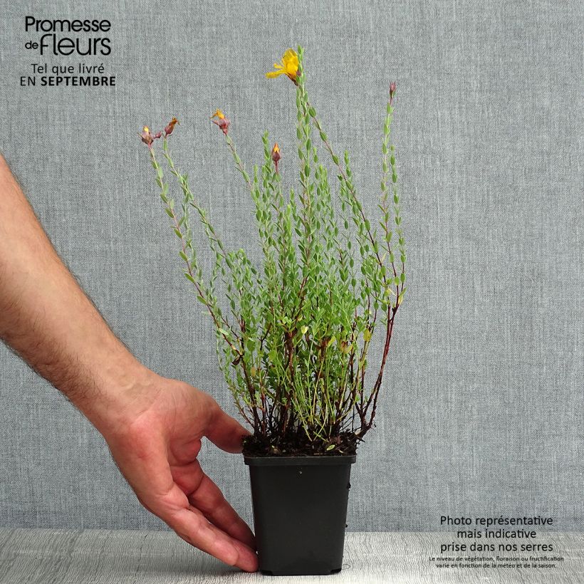 Ejemplar de Hypericum olympicum - Hierba de San Juan del Monte Olimpo Maceta de 8/9 cmAltura de entrega aprox. 10/15cm entregado en verano