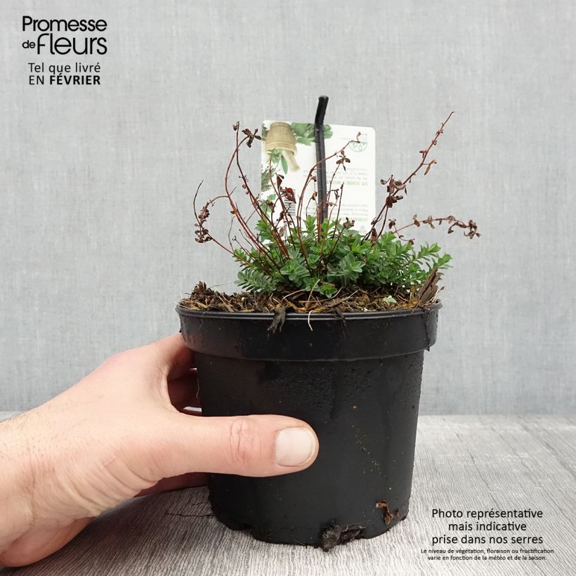 Hypericum perforatum - Hipérico Maceta 1,5L/2L Ejemplar entregado en invierno