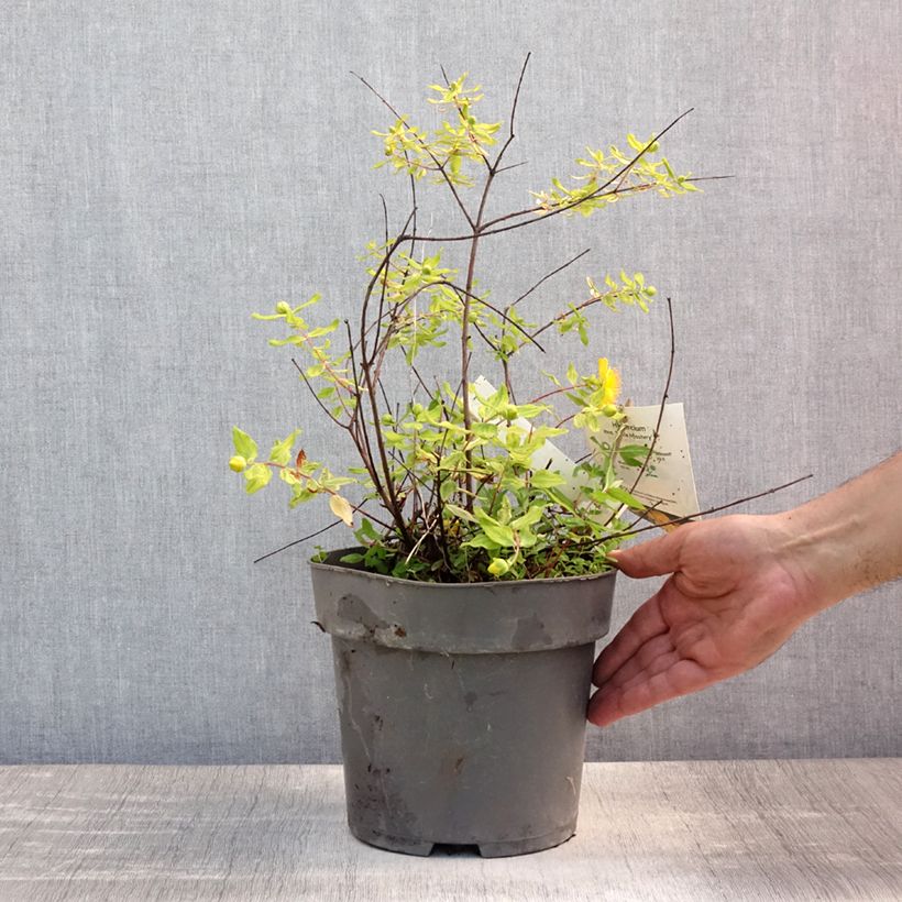 Ejemplar de Hypericum moserianum Little Misstery - Hipérico Maceta 4L/5LAltura de entrega aprox. 30/40cm entregado en verano