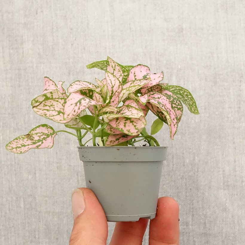 Hypoestes phyllostachya Pink Mini-plante Ejemplar entregado en la primavera