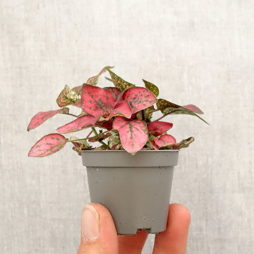 Hypoestes phyllostachya Red Mini-plante Ejemplar entregado en la primavera