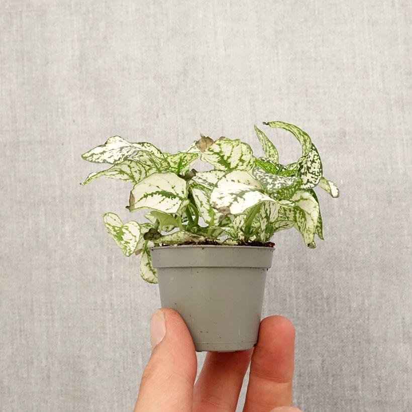 Hypoestes phyllostachya White Mini-plante Ejemplar entregado en la primavera