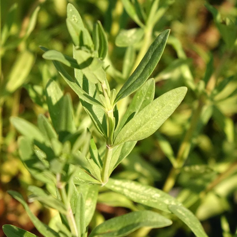 Hisopo - Hyssopus officinalis (Follaje)