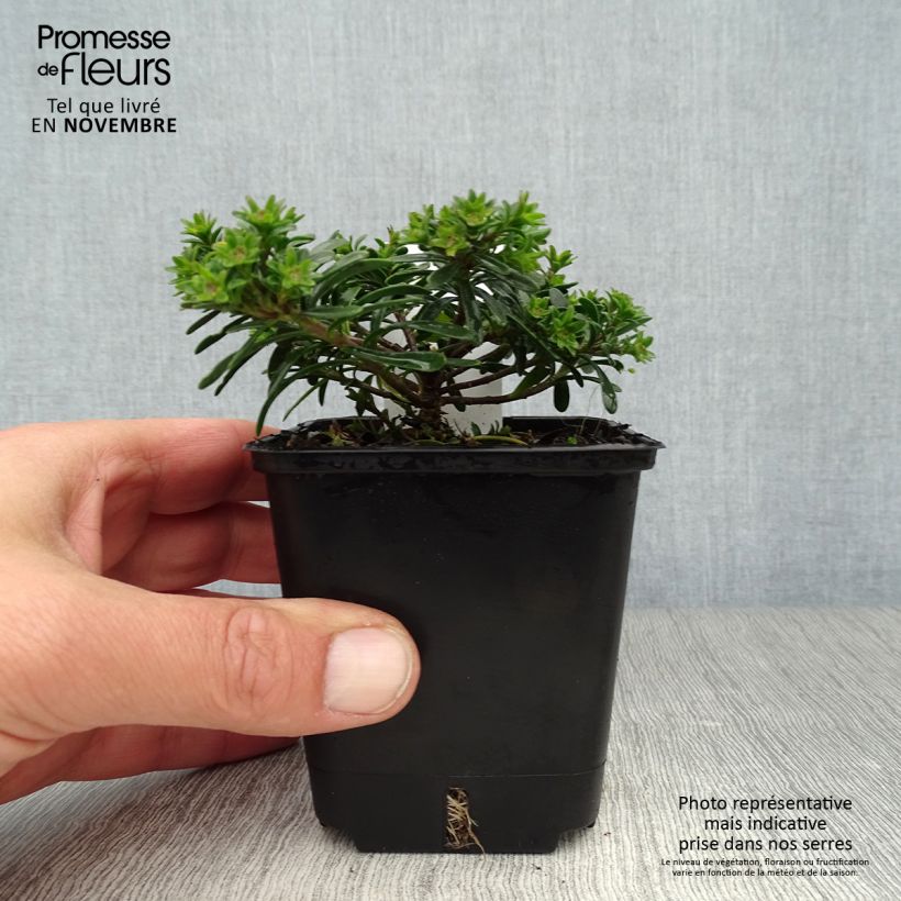 Ejemplar de Iberis sempervirens Appen-Etz Maceta de 8/9 cm entregado en otoño