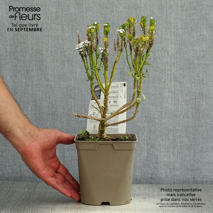 Ejemplar de Iberis sempervirens Masterpiece - Corbeille d'argent  Pot de 2L/3L entregado en verano