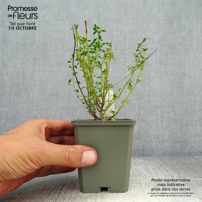 Ejemplar de Iberis sempervirens Pink Ice Maceta de 8/9 cm entregado en otoño