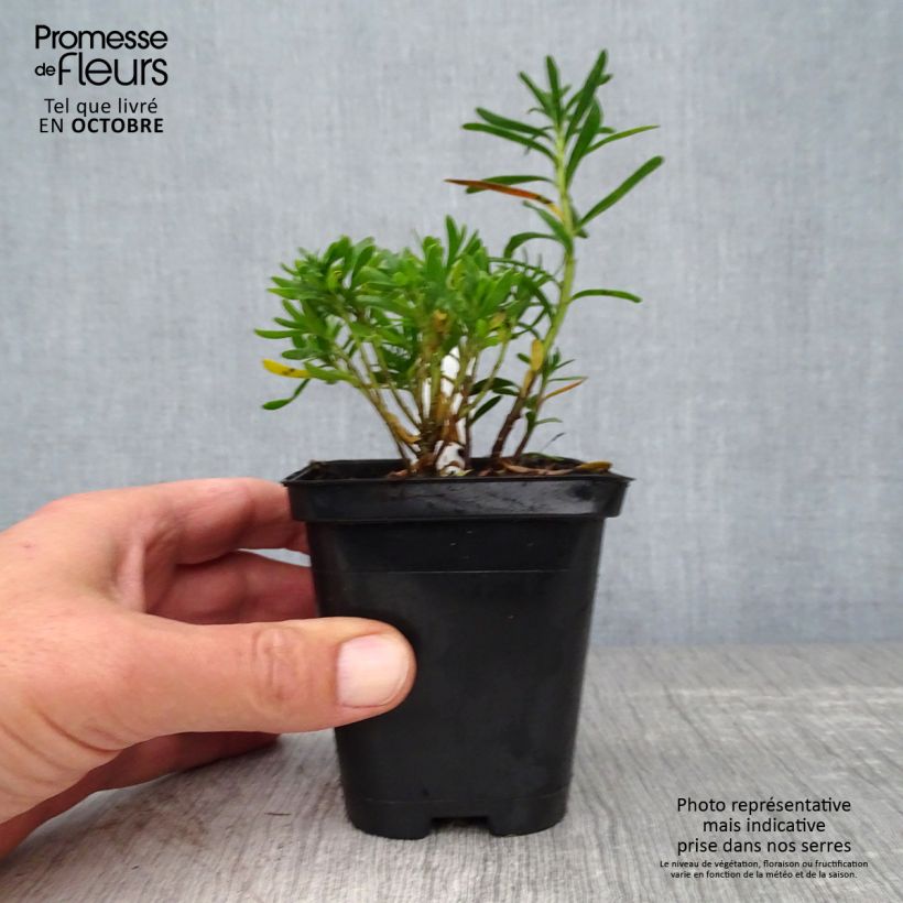 Ejemplar de Iberis sempervirens Weisser Zwerg Maceta de 8/9 cm entregado en otoño