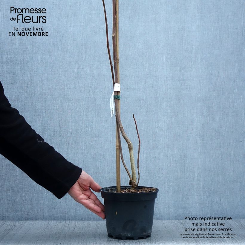 Ejemplar de Idesia polycarpa Maceta 2L/3L entregado en otoño