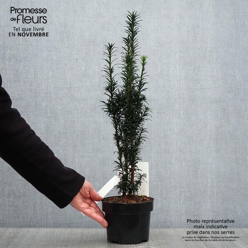 Ejemplar de Tejo Black Tower - Taxus baccata fastigiata Maceta 2L/3L entregado en otoño