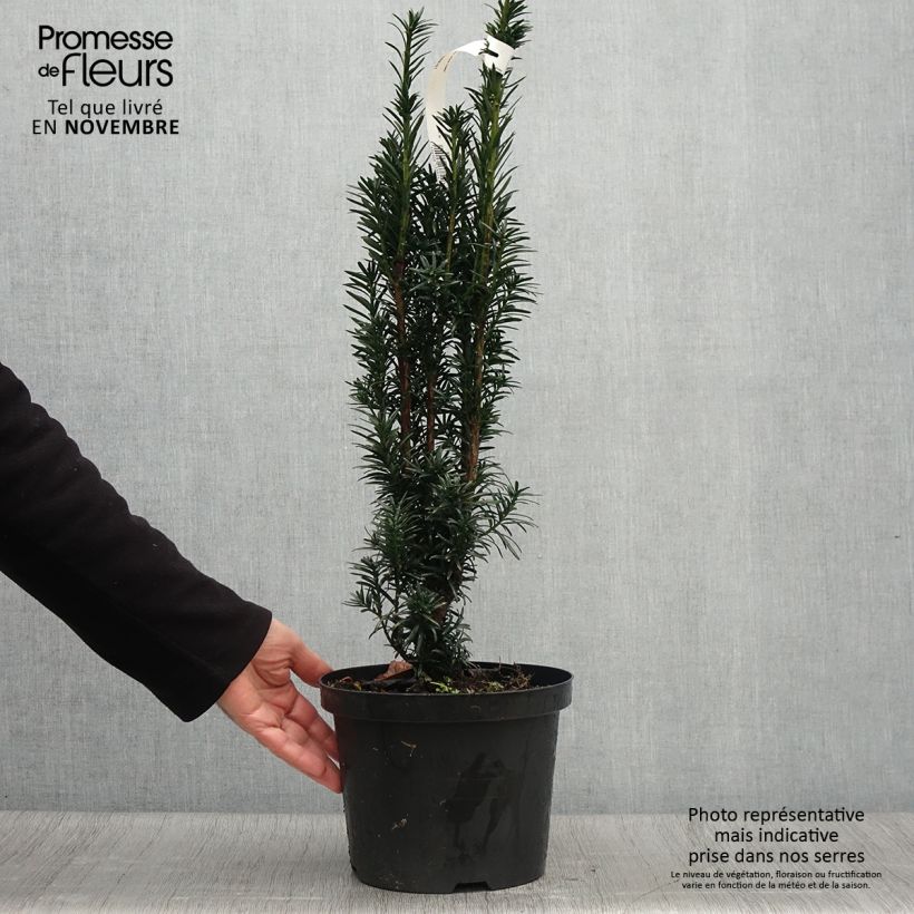 Ejemplar de Tejo Black Tower - Taxus baccata fastigiata Maceta 4L/5L entregado en otoño
