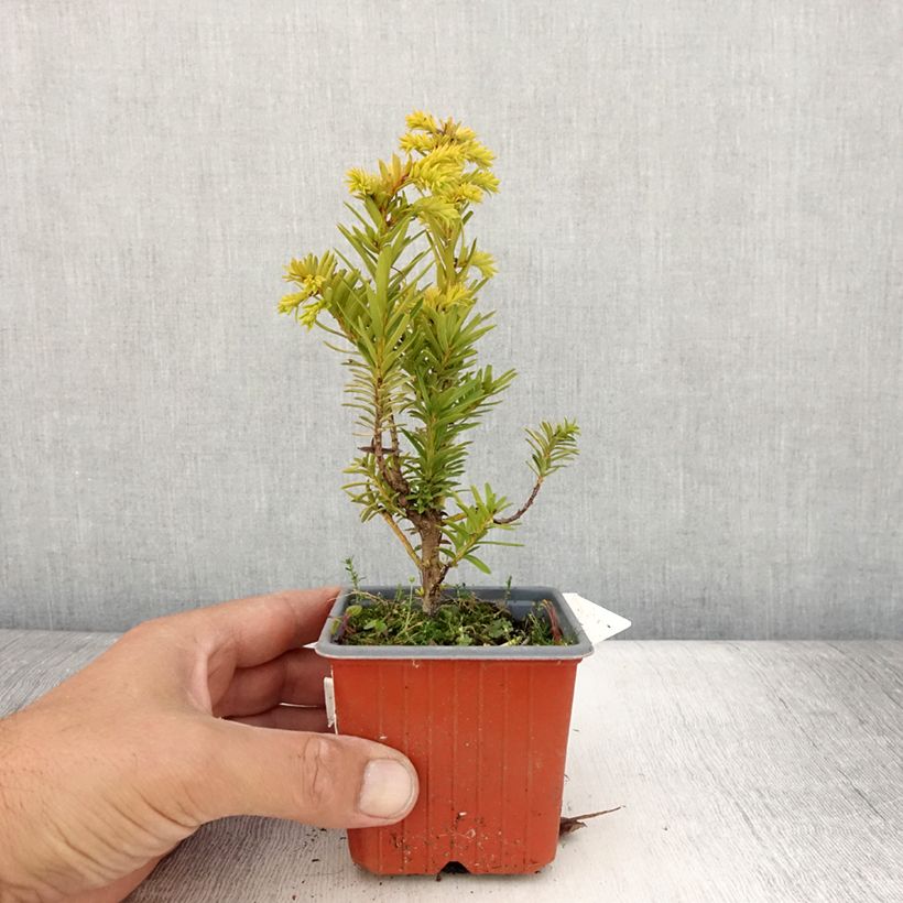 Ejemplar de Tejo Kupfergold - Taxus baccata Maceta de 8/9 cm entregado en verano