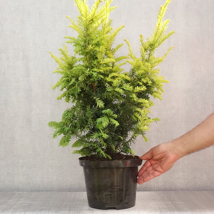 Ejemplar de Tejo Kupfergold - Taxus baccata Maceta 4L/5LAltura de entrega aprox. 30/40cm entregado en verano