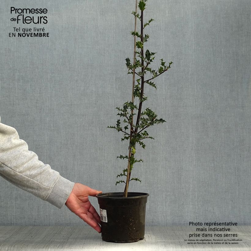 Ejemplar de Ilex aquifolium - Acebo Maceta 2L/3L entregado en otoño