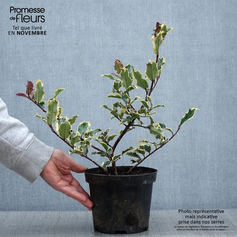 Ejemplar de Acebo Madame Briot - Ilex aquifolium Maceta 3L/4L entregado en otoño