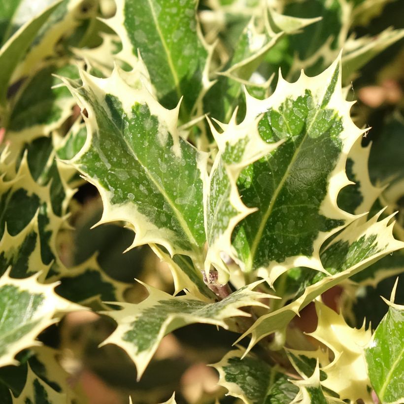 Acebo Silver Queen - Ilex aquifolium (Follaje)