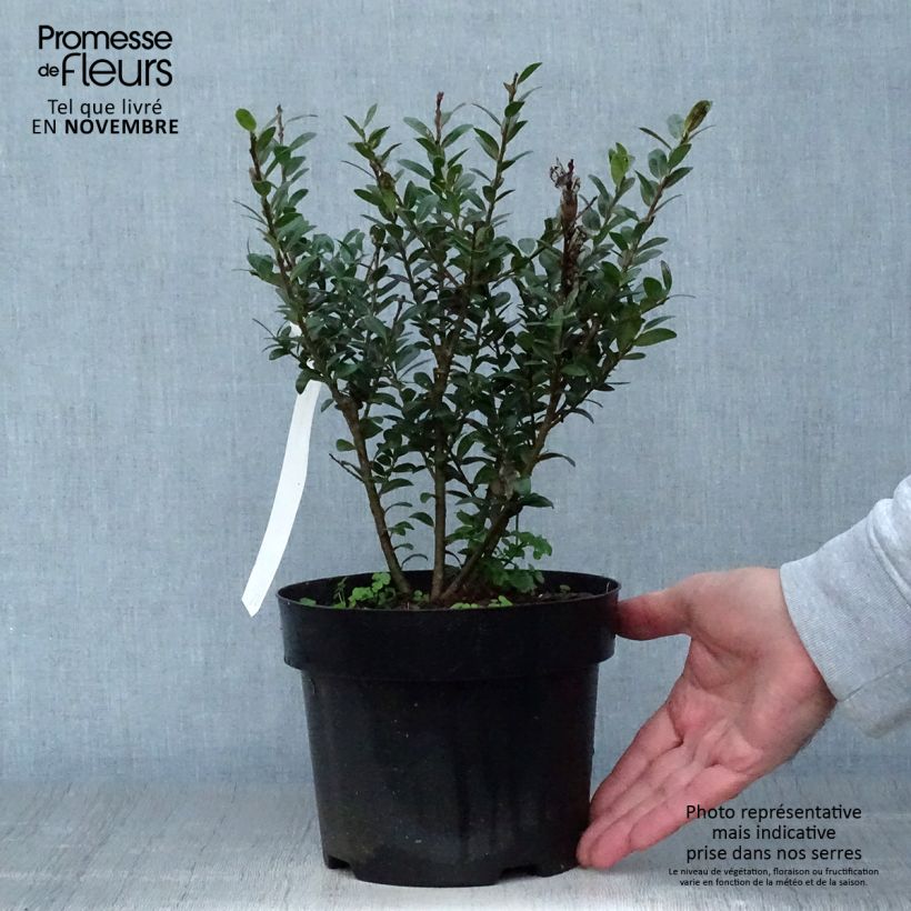Ejemplar de Acebo japonés Caroline Upright - Acebo japonés Maceta 2L/3L entregado en otoño