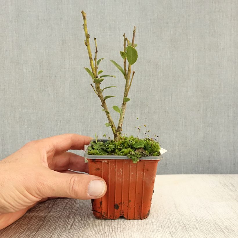 Ejemplar de Ilex maximowicziana Kanehirae - Acebo Maceta de 8/9 cm entregado en otoño