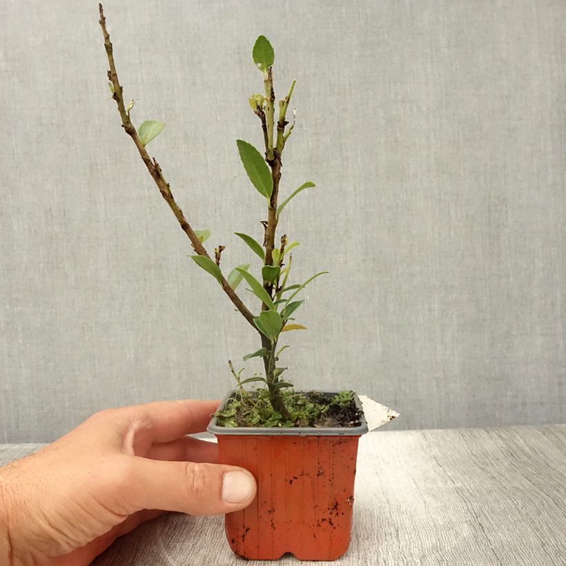 Ejemplar de Ilex maximowicziana Kanehirae - Acebo Maceta de 8/9 cm entregado en verano