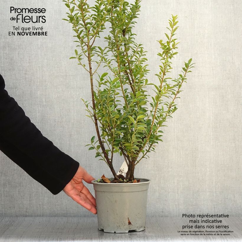 Ejemplar de Ilex maximowicziana Kanehirae - Acebo Maceta 3L/4L entregado en otoño