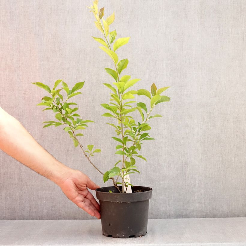 Ejemplar de Ilex verticillata - Acebo Maceta 3L/4L entregado en verano