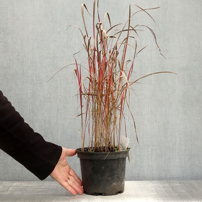 Ejemplar de Imperata cylindrica Red Baron Maceta 2L/3L entregado en otoño
