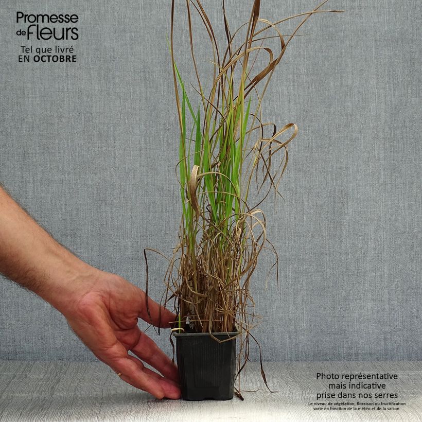 Ejemplar de Imperata cylindrica Red Baron Maceta de 8/9 cm entregado en otoño
