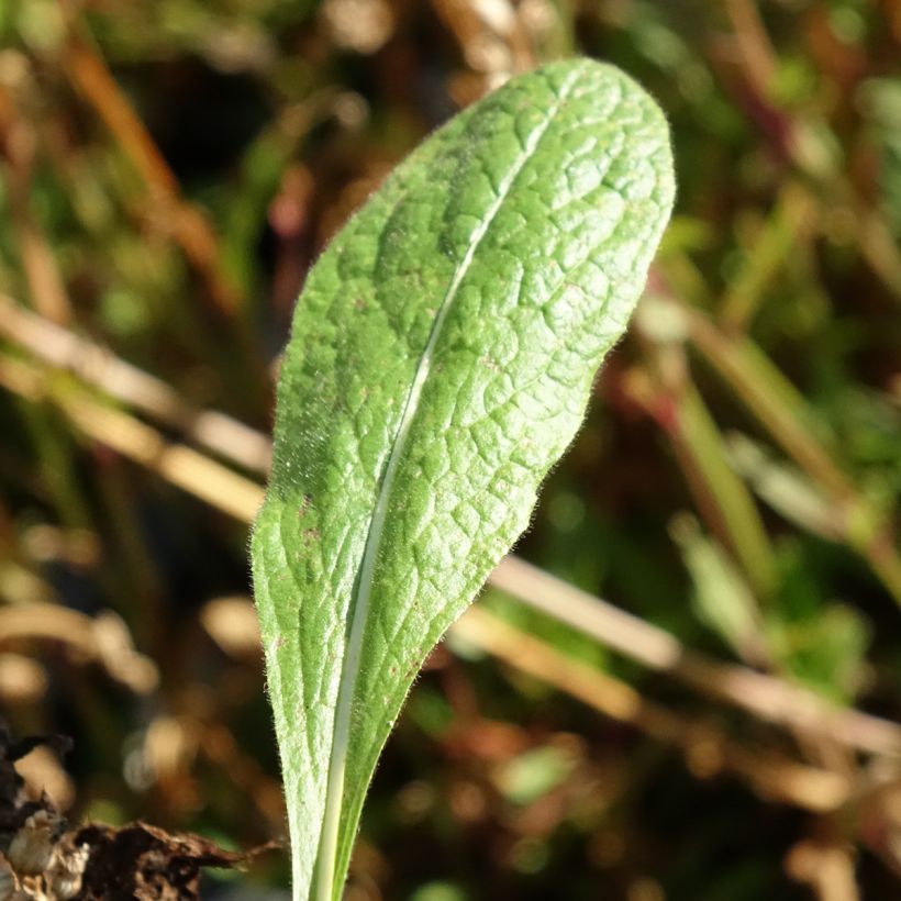 Inula orientalis (Follaje)