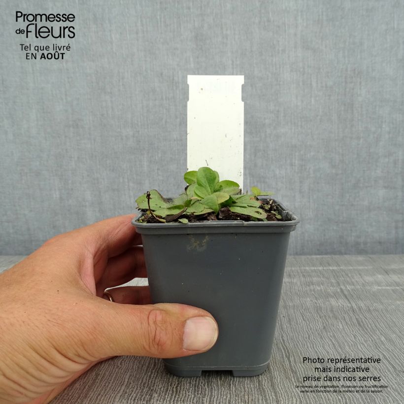 Ejemplar de Inula rhizocephala Godet de 8/9 cm entregado en verano