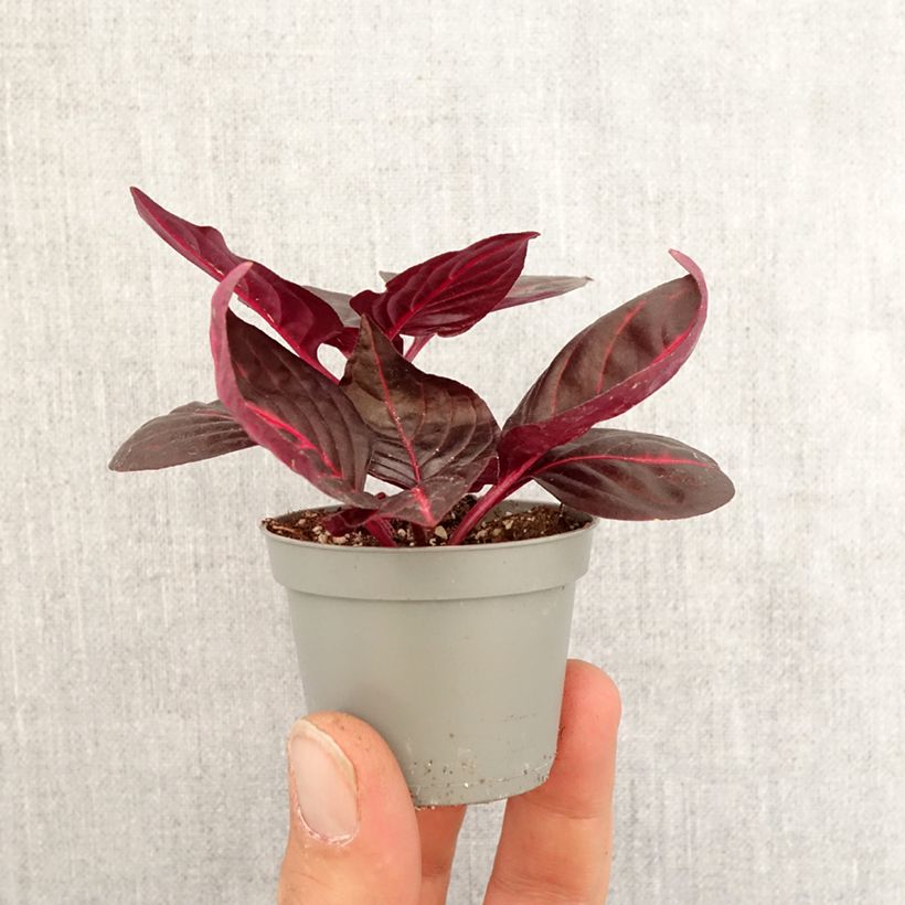 Iresine herbstii Bloodleaf - Motte 5 cm x 7 cm Ejemplar entregado en la primavera