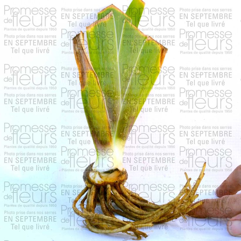 Ejemplo de ejemplar de Iris germanica Laced Cotton Maceta de 8/9 cm tal y como se entrega