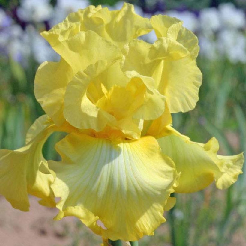 Iris germanica Rising Moon (Floración)