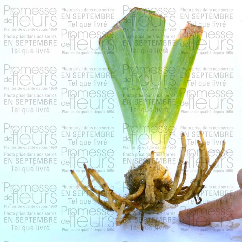 Ejemplo de ejemplar de Iris germanica Rising Moon Maceta de 8/9 cm tal y como se entrega