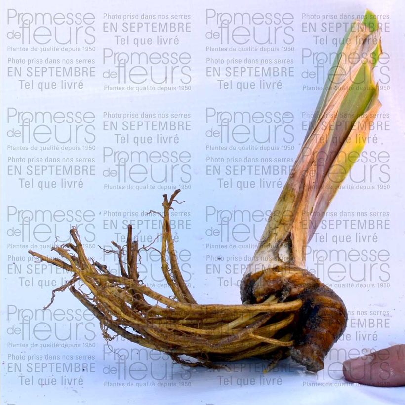 Ejemplo de ejemplar de Iris germanica Anything Goes Maceta de 8/9 cm tal y como se entrega