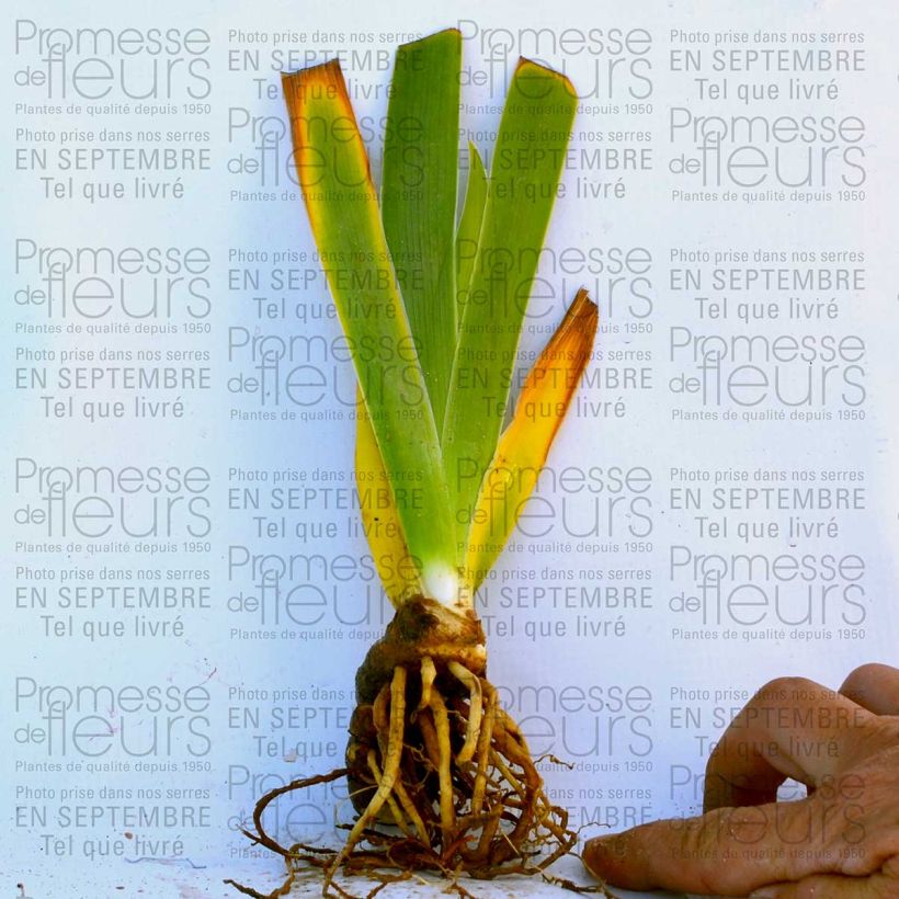 Ejemplo de ejemplar de Iris germanica Big Dipper Maceta de 8/9 cm tal y como se entrega