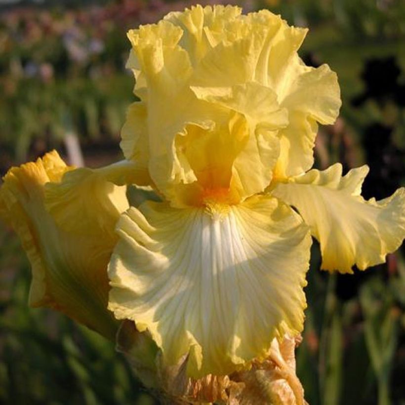 Iris germanica Big Dipper (Floración)