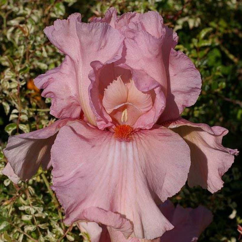 Iris germanica Caprice de Star (Floración)