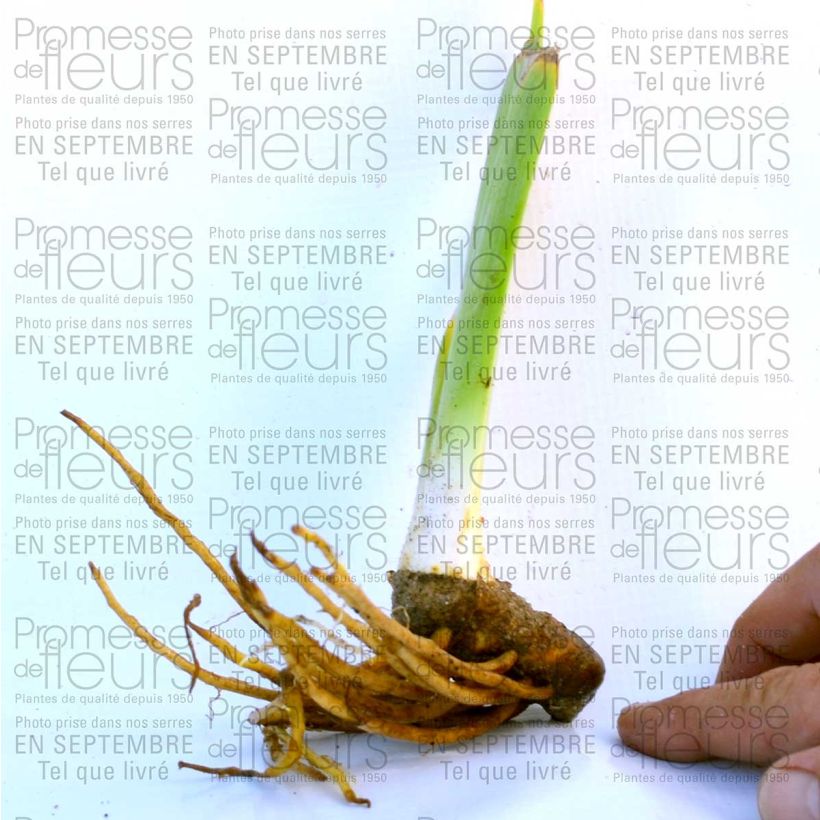 Ejemplo de ejemplar de Iris germanica Champagne Frost Maceta de 8/9 cm tal y como se entrega