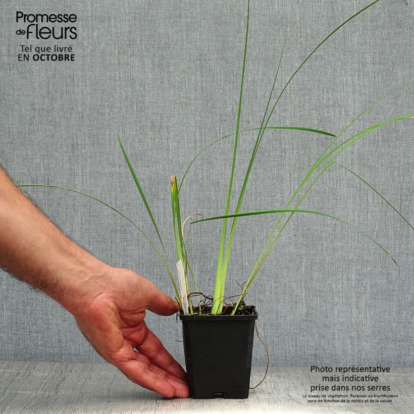 Ejemplar de Iris chrysographes Black Knight Maceta de 8/9 cm entregado en otoño