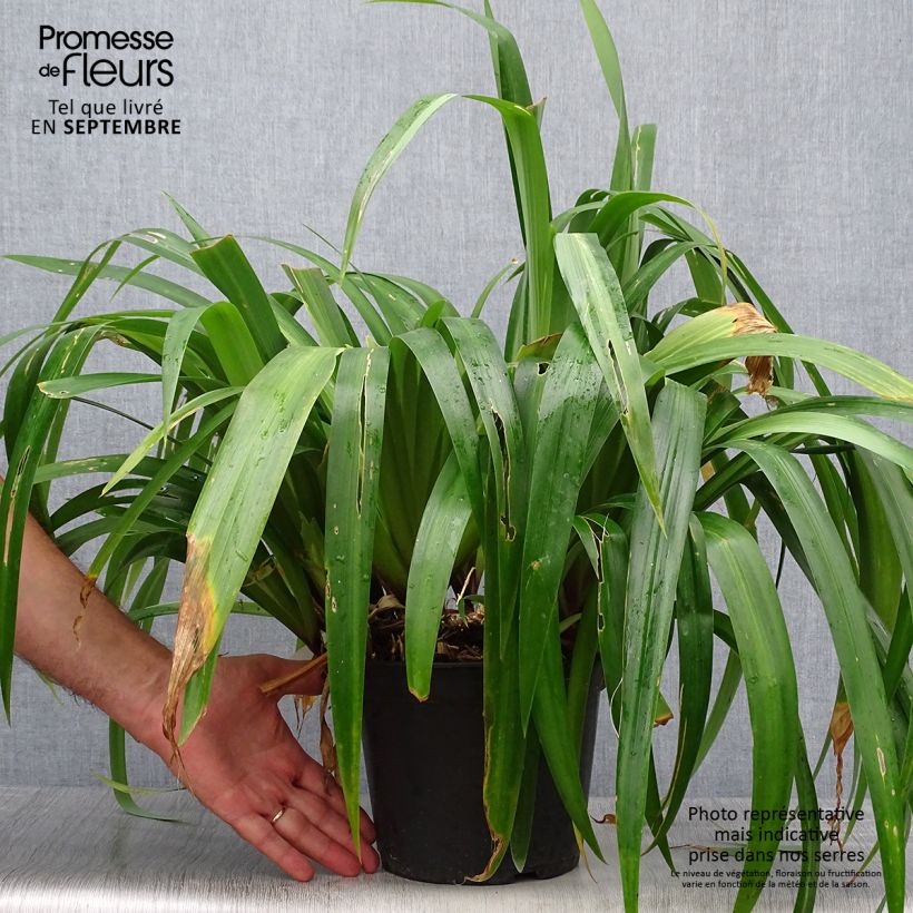 Ejemplar de Iris confusa Martyn Rix Maceta 3L/4L entregado en otoño