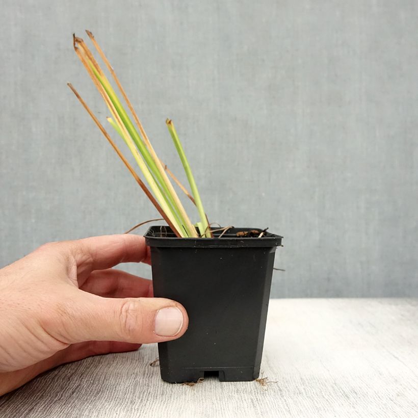 Ejemplar de Lirio de Siberia Blue King - Iris sibirica Maceta de 8/9 cm entregado en otoño